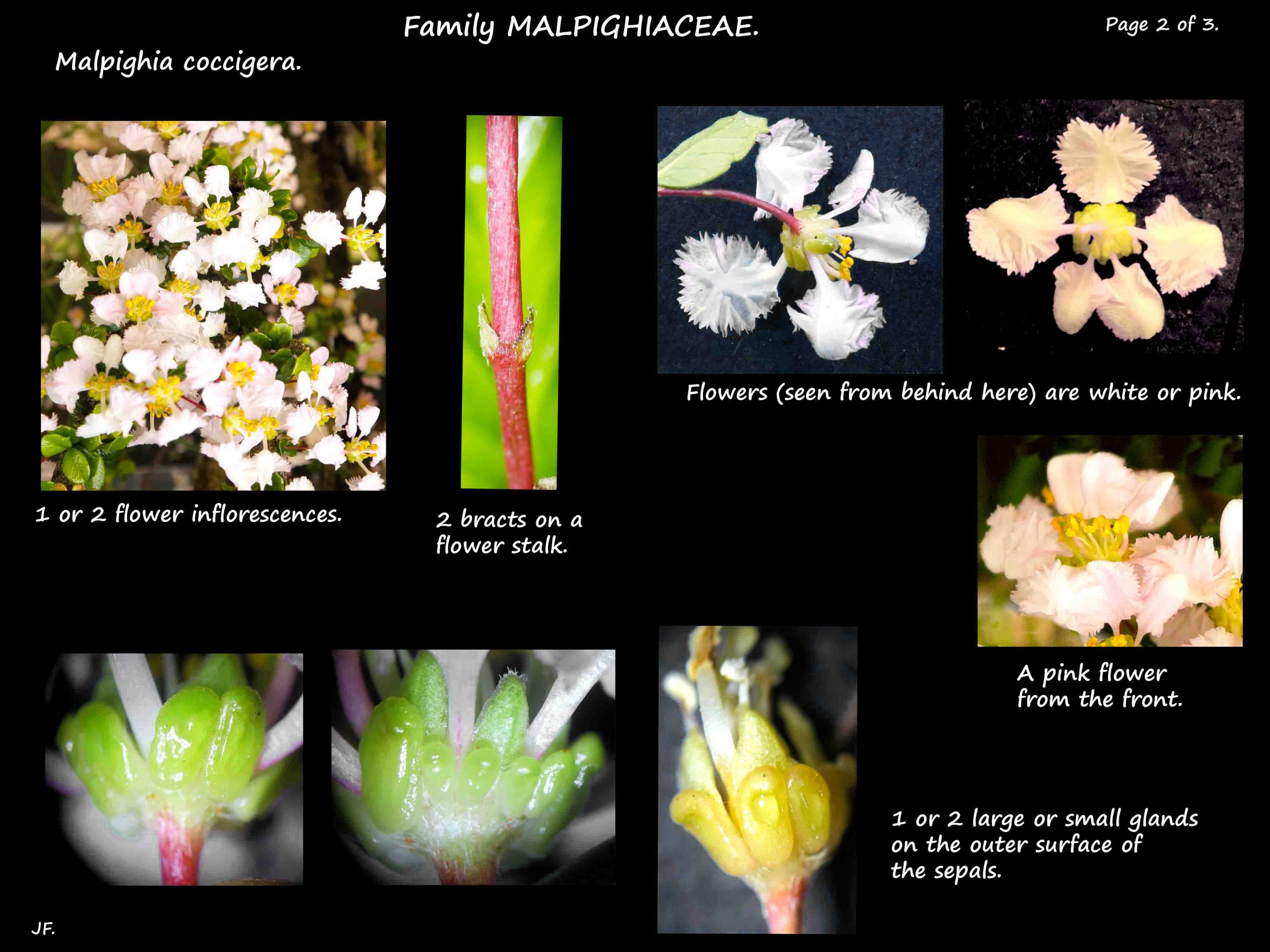 2 Flowers & sepal glands of Malpighia coccigera